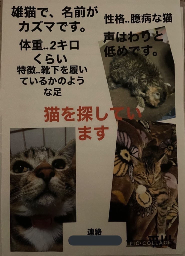 Iloveみんなのどうぶつ園 で放送された 迷子猫 かずまの捜索 ペット探偵 ペットヘルプ ペット探偵ペットヘルプ